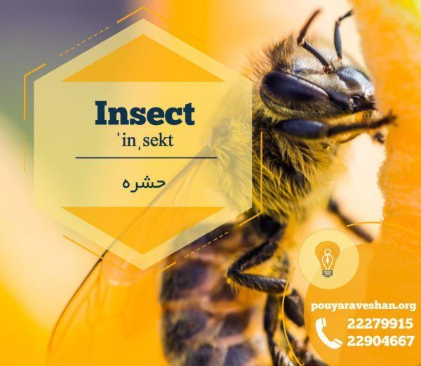 آکادمی پویاروشان - دکتر عطایی - Insect